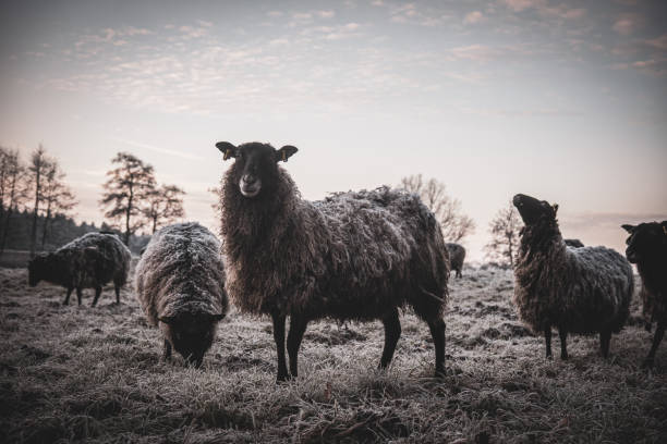 Flock of cold and frost covered Merino sheep in New Zealand's South Island high country. One sheep looking back while the others continue grazing.