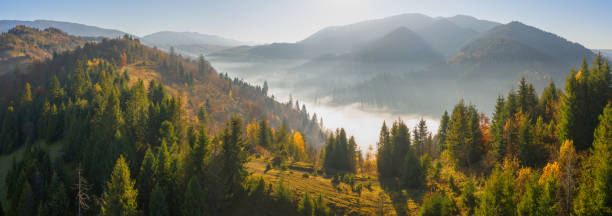 istock Autumn deciduous forest top view, natural background or texture. 1360302102