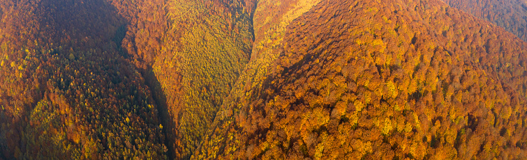 Autumn forest with bright colorful trees top view. Natural background or texture.