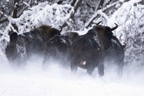 istock European Bison (Bison bonasus). The Bieszczady Mountains, Carpathians, Poland. 1360302923