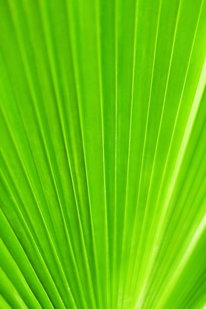 istock Green palm tree leaf closeup, tropical leaves texture macro, nature background, abstract blurred natural backdrop, beautiful plant wallpaper, exotic foliage botanical pattern, spring summer decoration 1360303690