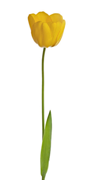 istock gold single tulip flower isolated on white 1360304492