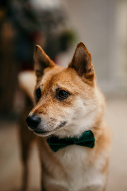 istock Dog celebrating Christmas 1360305120