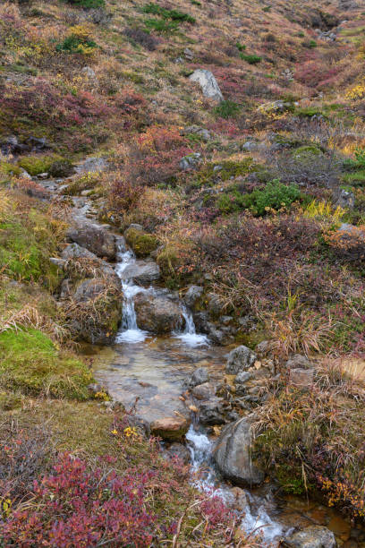istock Autumn leaves in Mount Adatara 1360308173