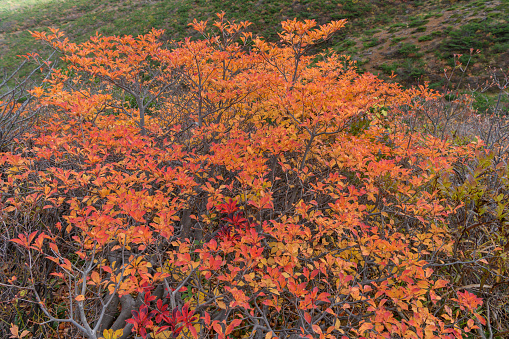 Autumn leaves in Mount Adatara.Mt. Adatara is one of the 100 Famous Japanese Mountains.This mountain is relatively easy to climb and visitors can enjoy the alpine plants and splendid view.