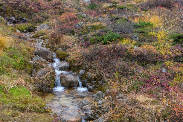 istock Autumn leaves in Mount Adatara 1360308782