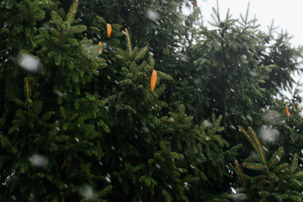 istock Christmas tree and falling snow outdoors, day. Blurred motion snowfall on background of green pine with cones. Winter backdrop 1360308933
