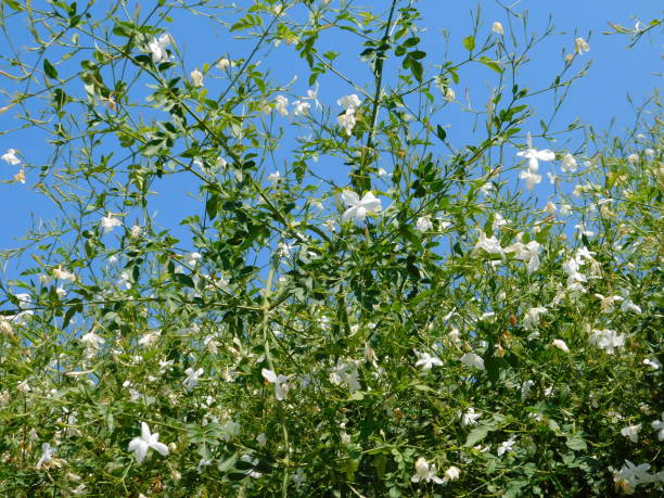 Jasmine vine and flowers Jasmine, or Jasminum officinale white flowers jasminum officinale stock pictures, royalty-free photos & images