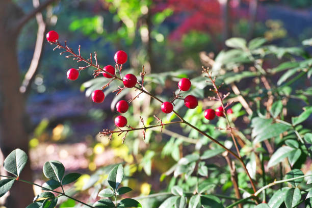 istock Nandina domestica 1360309807