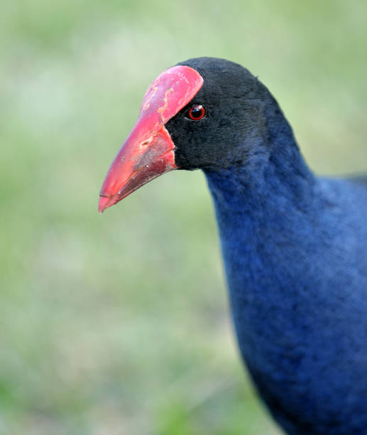 istock Birds of Australia 1360309995