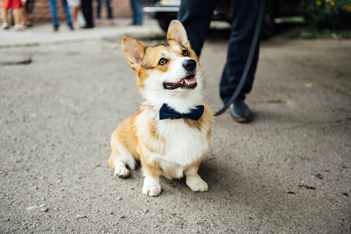 Beautiful corgi dog wearing bow tie at wedding party.