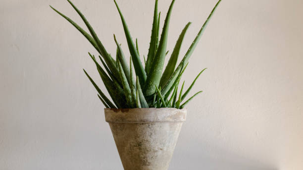 istock Aloe vera plant in a clay pot with blurred background 1360310821