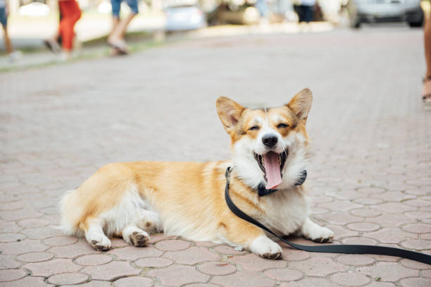 istock Beautiful corgi dog wearing bow tie at wedding party 1360310836