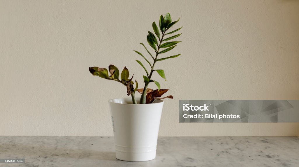 Zamioculas zamiifolia plant with brown and dry leaves Plant Stock Photo
