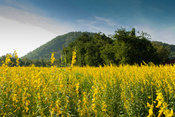 istock Colorful flower fields of sunn hemp 1360314804
