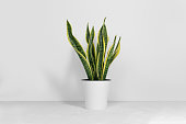 Sansevieria plant in a modern flower pot stands on a gray table on a white background. Home plant Sansevieria trifa