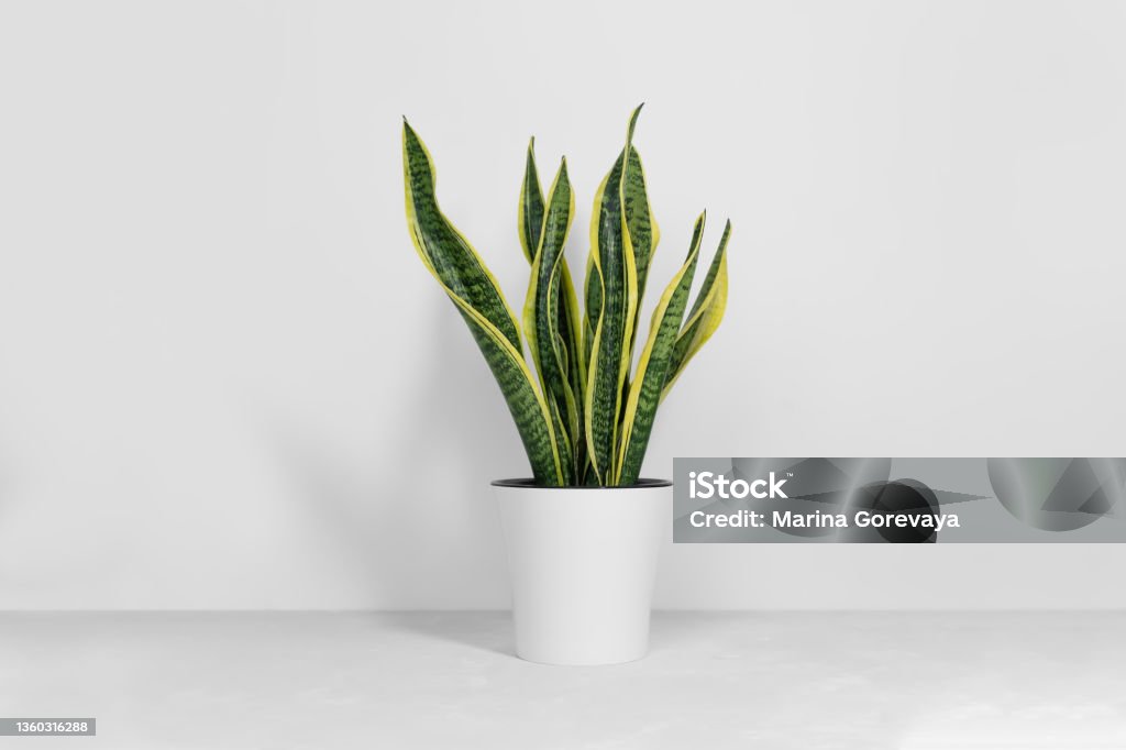 Sansevieria plant in a modern flower pot stands on a gray table on a white background. Home plant Sansevieria trifa Sansevieria plant in a modern flower pot stands on a gray table on a white background. Home plant Sansevieria trifa. Home Gardening concept. Selective focus. Asparagus Stock Photo