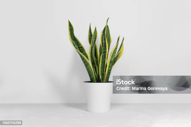 Sansevieria Plant In A Modern Flower Pot Stands On A Gray Table On A White Background Home Plant Sansevieria Trifa Stock Photo - Download Image Now