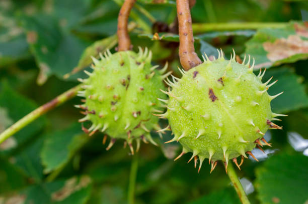 istock Chestnut fruits in green shell. 1360316294