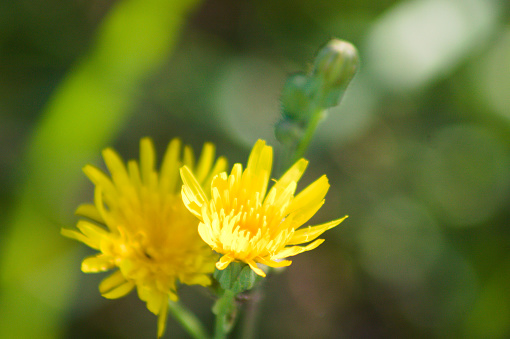 Common sowthistle in bloom close-up view with green blurred background