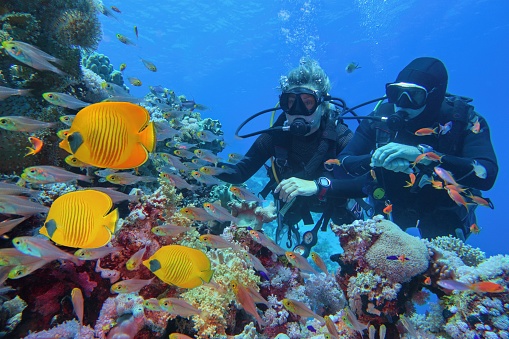 Los buceadores se emparejan cerca de un hermoso arrecife de coral rodeado de bancos de peces de coral y tres peces mariposa amarillos photo