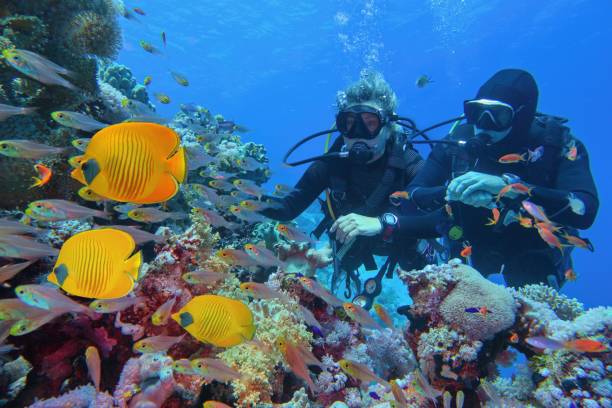 los buceadores se emparejan cerca de un hermoso arrecife de coral rodeado de bancos de peces de coral y tres peces mariposa amarillos - diving equipment fotografías e imágenes de stock
