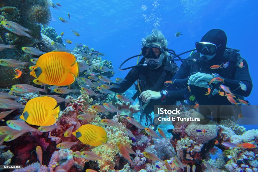 Scuba divers couple  near beautiful coral reef surrounded with shoal of coral fish and three yellow butterfly fish Scuba Diving Stock Photo
