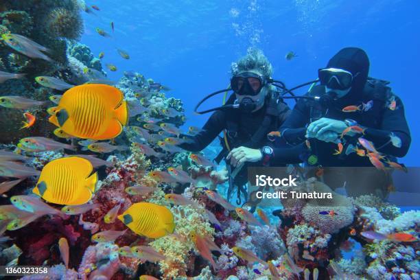 Scuba Divers Couple Near Beautiful Coral Reef Surrounded With Shoal Of Coral Fish And Three Yellow Butterfly Fish Stock Photo - Download Image Now