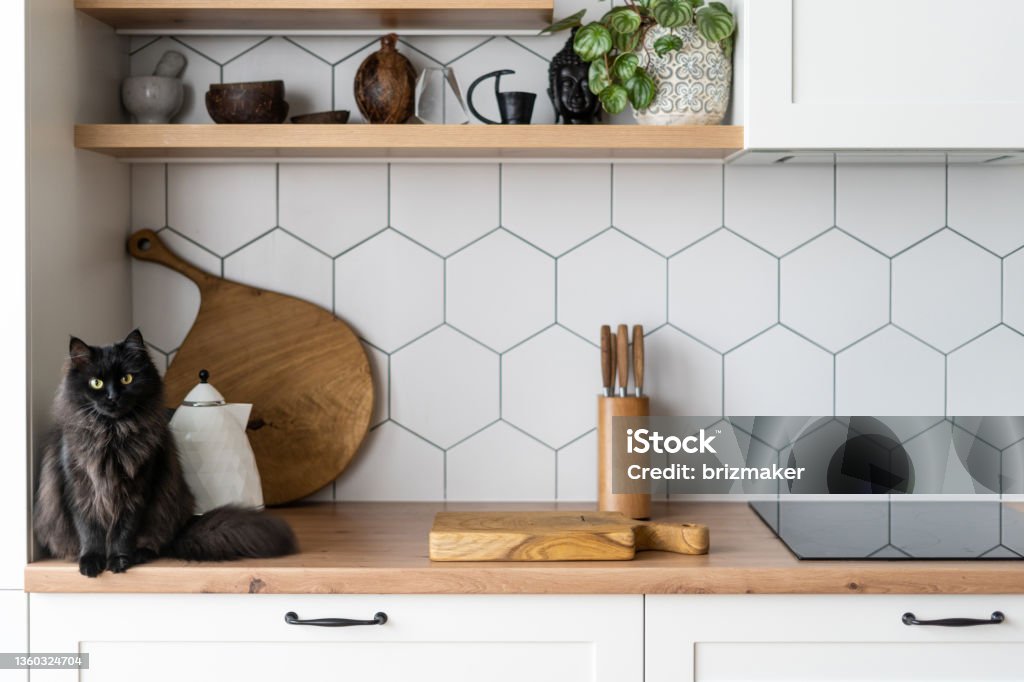 Modern kitchen interior with decor, appliances and cat Cropped view of contemporary kitchen interior design. Stylish surface with decor and cute cat. Black induction cooker on wood tabletop. Cozy place for cooking Kitchen Stock Photo