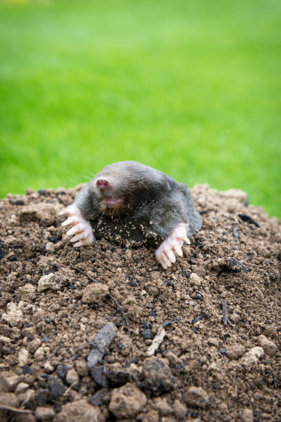 istock Mole on the top of the mole hill 1360325573