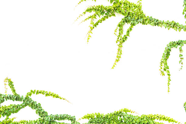 istock Isolated green climbing plants on the wall. 1360326608