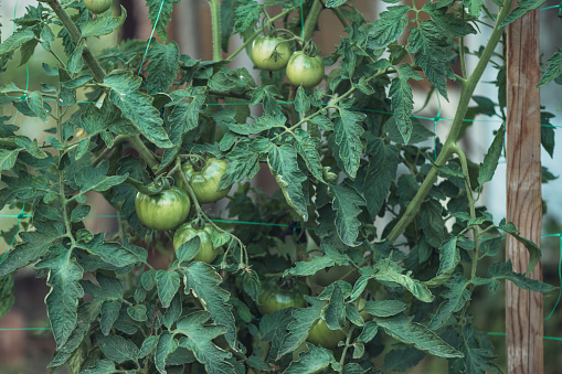 Green tomato in organic vegetable garden, growing home produced food