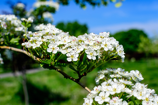 Muchas pequeñas flores blancas y hojas verdes de la planta Crataegus monogyna, conocida como espino común o de una sola semilla, o espino de una sola semilla, en un bosque en un día soleado de primavera, fondo botánico al aire libre