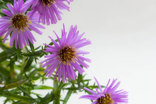 istock bouquet of beautiful purple chrysanthemums on a white background 1360328025