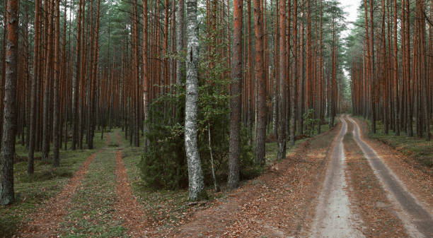 istock Panoramic view of the mysterious pine forest. Tree trunks close-up. Abstract natural pattern, texture, background. Pure nature concept 1360329149