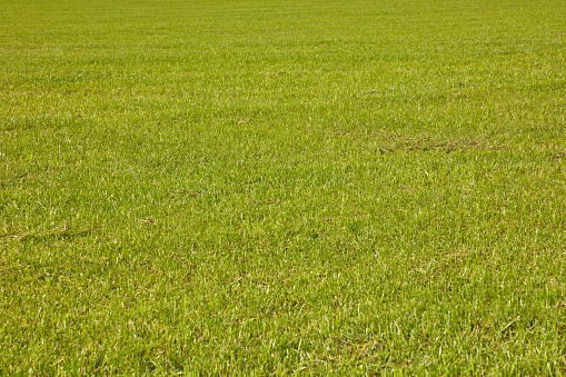 Large green grass area as a background image.