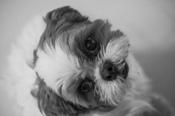 istock Shih tzu dog portrait in studio 1360331188