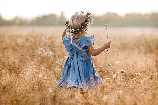 little girl is wearing a flower wreath on her head in a field on summer sunny day. baby in a blue dress.Portrait of adorable little child outdoors. happy holiday childhood. back view.