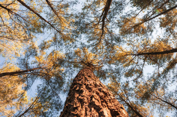 istock Looking up of pine trees in autumn forest on sunny day 1360336221