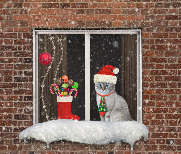 istock Cat ashen looks through window for Christmas 1360337534