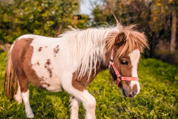 Beautiful little pony walking on the meadow