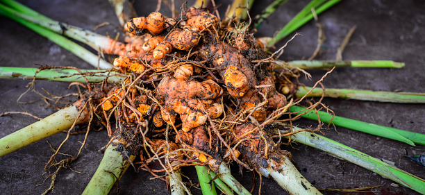 Turmeric roots (Curcuma longa), freshly harvested turmeric roots with the plants close up before cut out and cleaning up the dirt and soil.