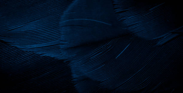 istock blue hawk feathers with visible detail. background or texture 1360346684