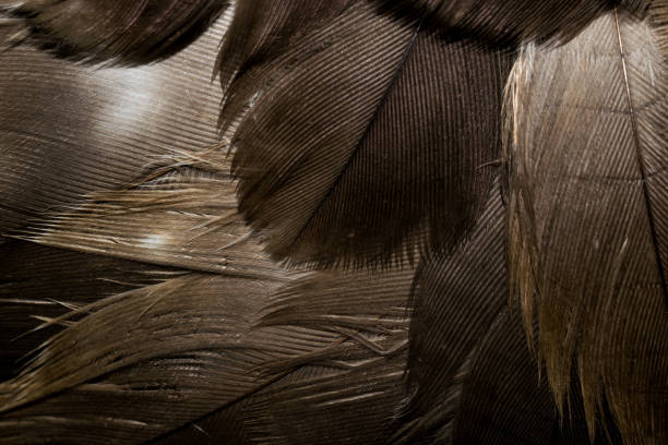 istock golden hawk feathers with visible detail. background or texture 1360346712