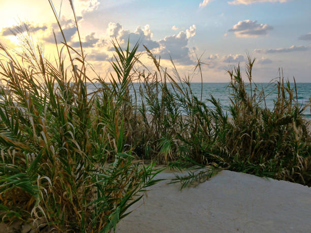 Beach Water front from behind beach grass and rocks linings the beach sand