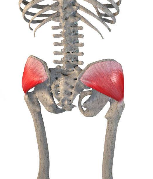 3D Illustration Of Gluteus Medius Muscles On White Background stock photo