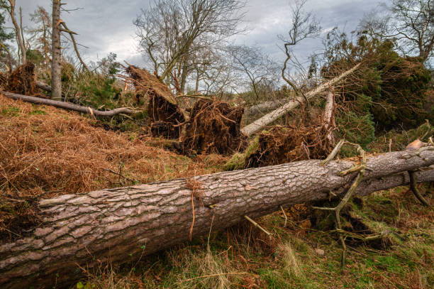 istock Roughting Linn Storm Damage 1360349445