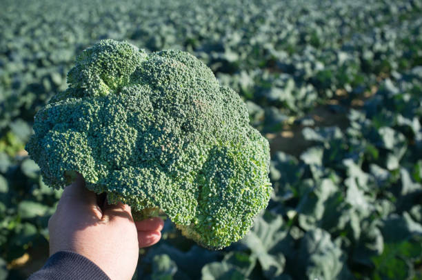 Man holds a broccoli floret over farmland furrows Man holds a broccoli floret over farmland furrows. Guadiana River Meadow, Extremadura, Spain cruciferous vegetables stock pictures, royalty-free photos & images