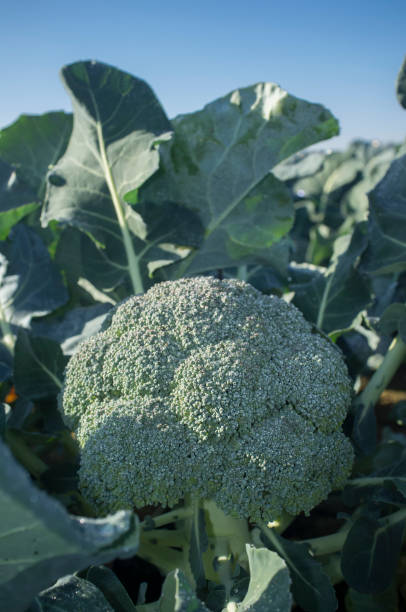 istock Cultivation of broccoli. Winter variety 1360349545