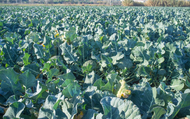istock Cultivation of broccoli. Winter variety 1360349546